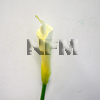 calla lilies white wholesale flowers